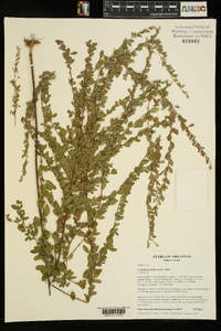 Lespedeza violacea image