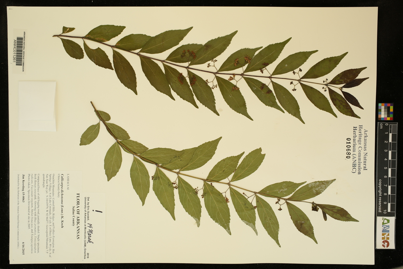 Callicarpa dichotoma image