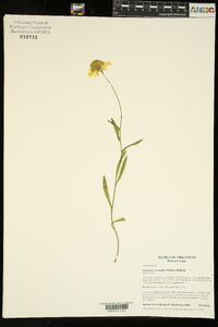 Gaillardia aestivalis image