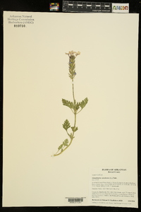 Glandularia canadensis image