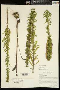 Liatris squarrulosa image