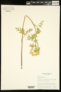 Polytaenia nuttallii image