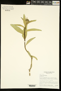 Asclepias viridis image