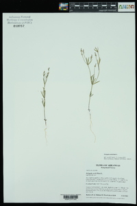 Polygala verticillata image