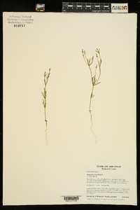 Polygala verticillata image