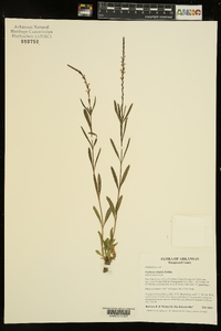 Verbena simplex image