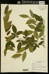 Ulmus alata image