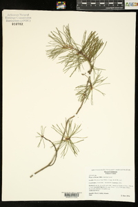 Pinus echinata image