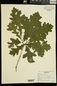 Quercus lyrata image