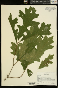 Quercus lyrata image