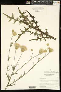 Cirsium nuttallii image