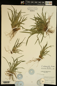 Carex abscondita image