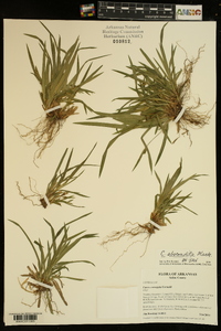 Carex abscondita image