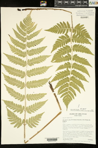 Dryopteris celsa image