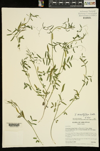 Vicia minutiflora image