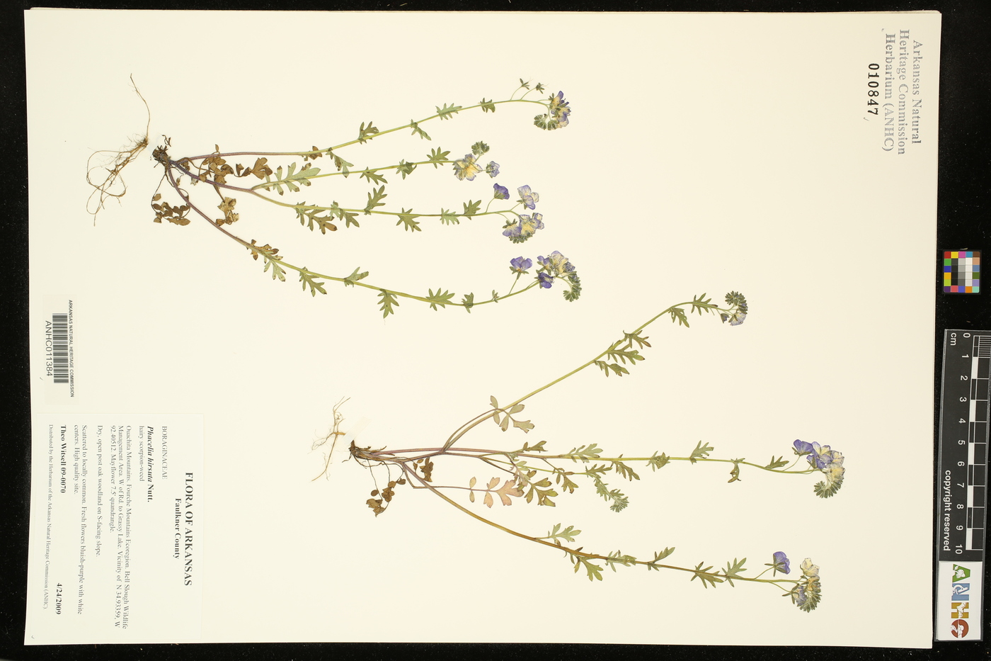 Phacelia hirsuta image
