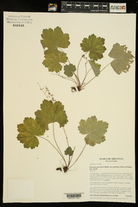 Heuchera parviflora image