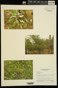 Celtis tenuifolia image