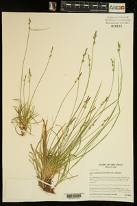 Carex communis var. communis image