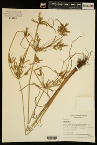 Cyperus iria image