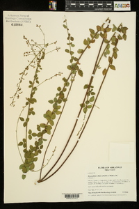 Desmodium ciliare image