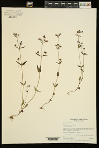 Collinsia violacea image