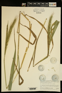 Elymus riparius image