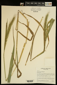 Elymus riparius image