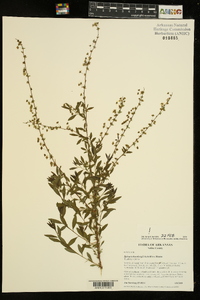 Spiraea thunbergii image