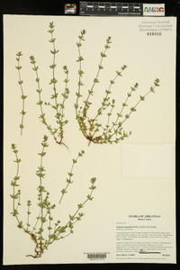 Galium virgatum image