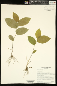 Aristolochia reticulata image