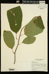 Magnolia acuminata image