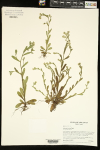 Myosotis verna image