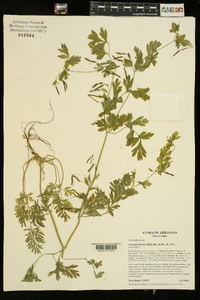 Corydalis flavula image