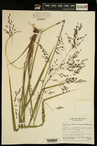 Tridens flavus var. chapmanii image