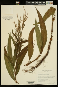 Persicaria glabra image