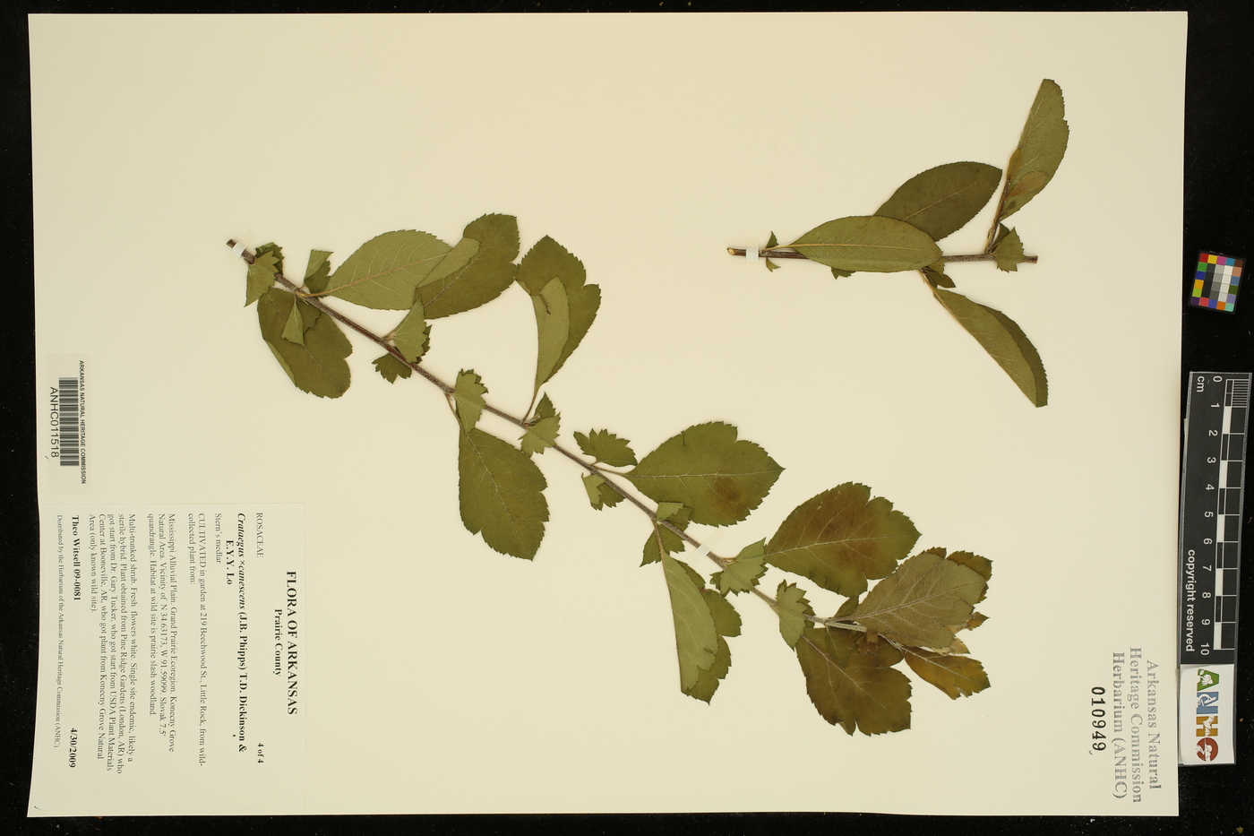 Crataegus x canescens image