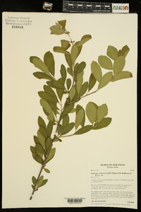 Crataegus x canescens image