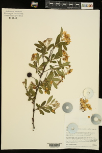 Crataegus x canescens image