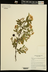 Crataegus x canescens image