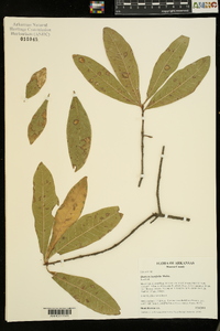 Quercus laurifolia image