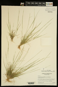 Aristida dichotoma image