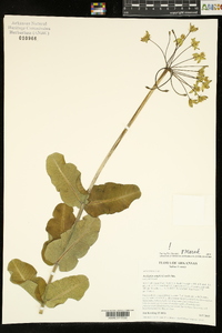 Asclepias amplexicaulis image