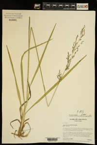 Anthenantia texana image