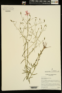 Sabatia campanulata image