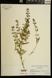 Trichostema coeruleum image