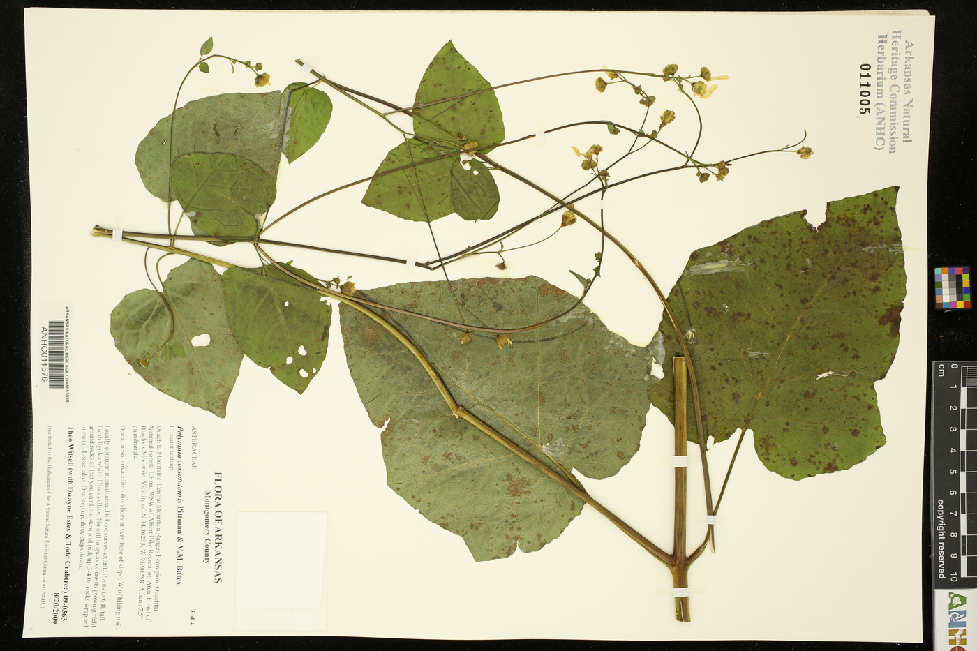 Polymnia cossatotensis image