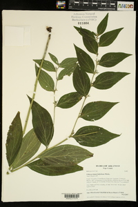 Lithospermum latifolium image