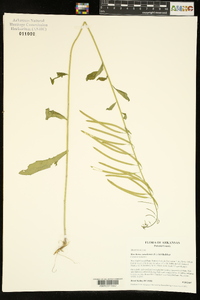 Borodinia canadensis image