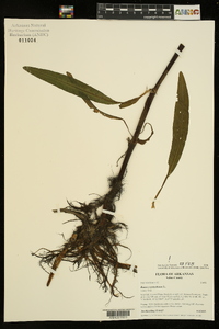 Rumex verticillatus image